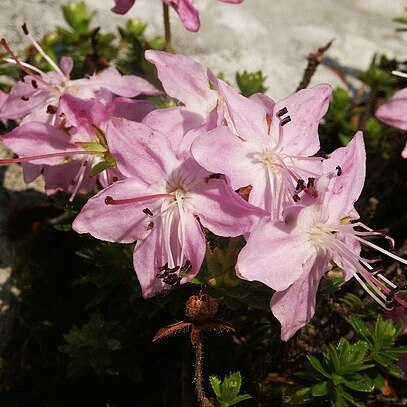 Rhodothamnus unspecified picture