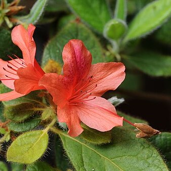 Rhododendron oldhamii unspecified picture