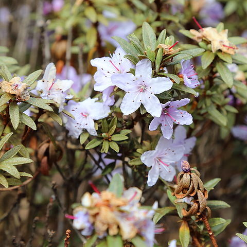 Rhododendron telmateium unspecified picture