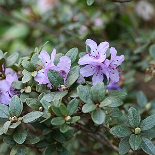 Rhododendron complexum unspecified picture