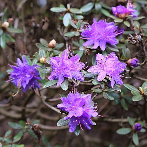 Rhododendron rupicola unspecified picture