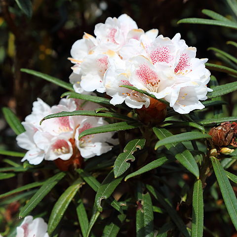 Rhododendron roxieanum unspecified picture