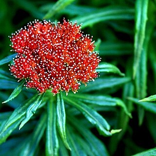 Rhodiola linearifolia unspecified picture