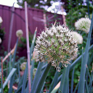 Allium ascalonicum unspecified picture