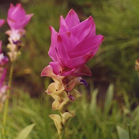 Curcuma alismatifolia unspecified picture