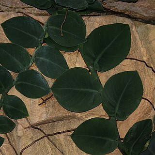 Rhaphidophora unspecified picture