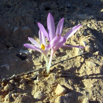 Colchicum tunicatum unspecified picture