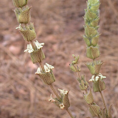 Sideritis perfoliata unspecified picture