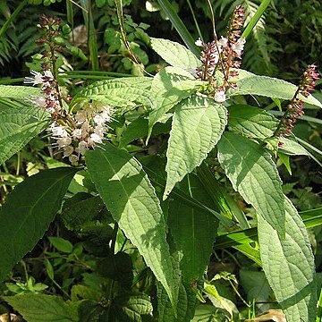 Collinsonia japonica unspecified picture