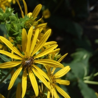 Silphium unspecified picture