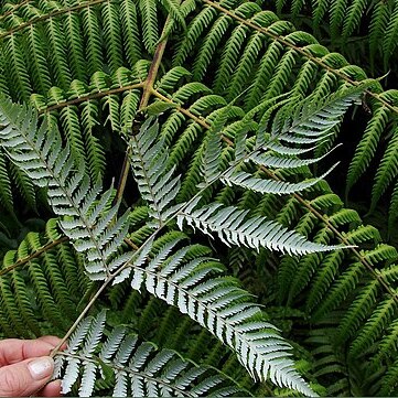 Cyathea dealbata unspecified picture