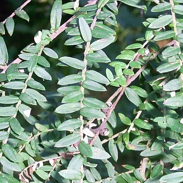 Ozothamnus rufescens unspecified picture