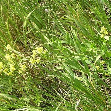 Sisymbrium volgense unspecified picture