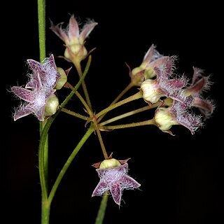 Sisyranthus virgatus unspecified picture