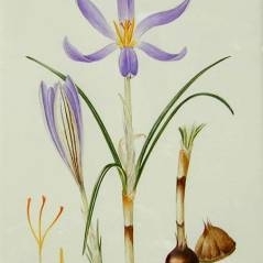 Crocus haussknechtii unspecified picture