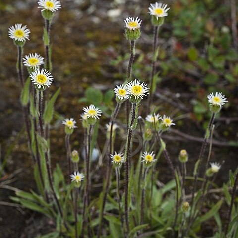 Erigeron lonchophyllus unspecified picture