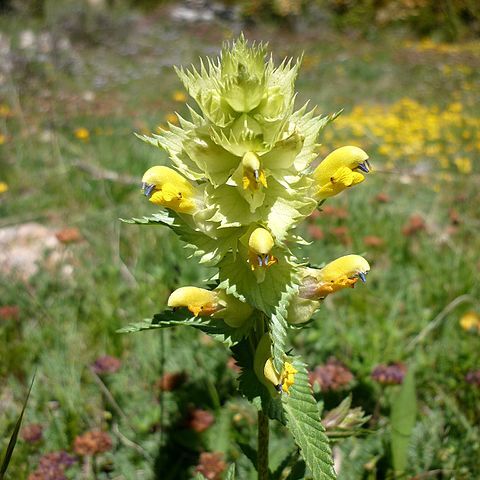 Rhinanthus mediterraneus unspecified picture