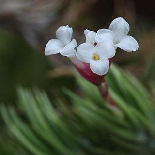 Tillandsia araujei unspecified picture