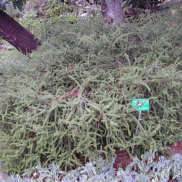 Melaleuca diosmifolia unspecified picture