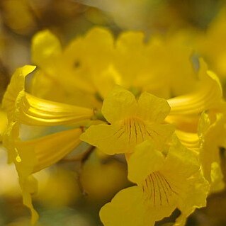 Handroanthus umbellatus unspecified picture