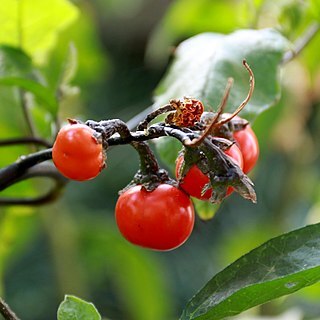 Solanum viride unspecified picture