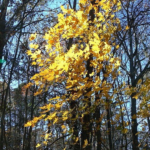 Acer saccharum subsp. floridanum unspecified picture