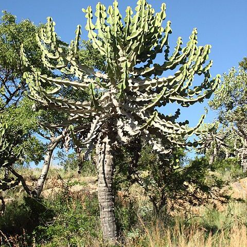 Euphorbia cooperi unspecified picture