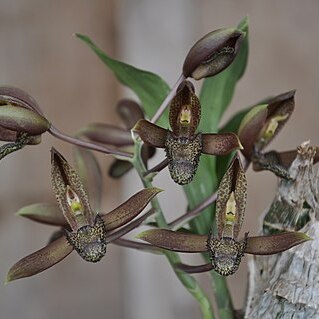 Catasetum parguazense unspecified picture