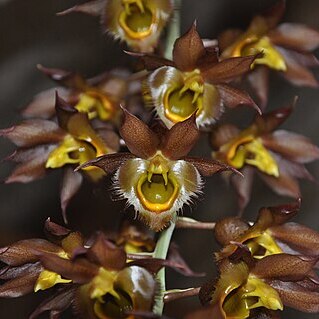 Catasetum x faustoi unspecified picture