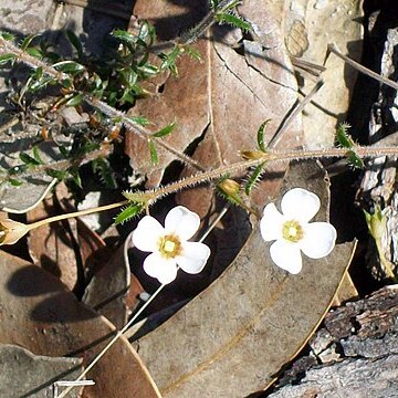 Mitrasacme polymorpha unspecified picture