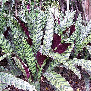 Calathea unspecified picture