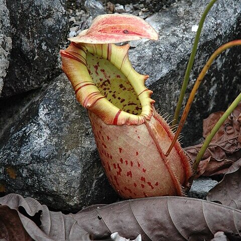 Nepenthes northiana unspecified picture