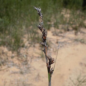 Machaerina acuta unspecified picture