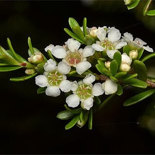 Baeckea utilis unspecified picture