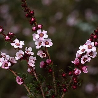 Baeckea muricata unspecified picture