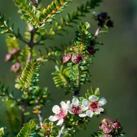 Baeckea subcuneata unspecified picture