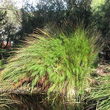 Baloskion tetraphyllum unspecified picture