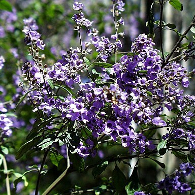 Prostanthera melissifolia unspecified picture