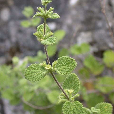 Ballota saxatilis unspecified picture