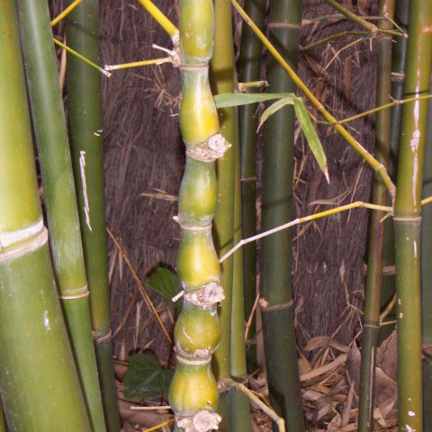 Bambusa ventricosa unspecified picture