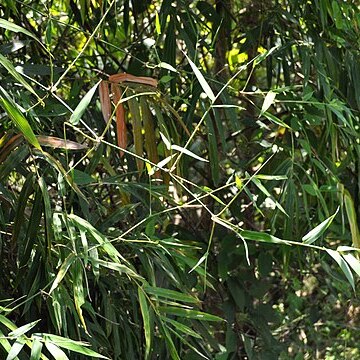 Acanthophyllum pungens unspecified picture