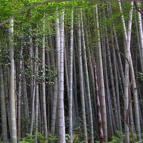 Phyllostachys edulis unspecified picture