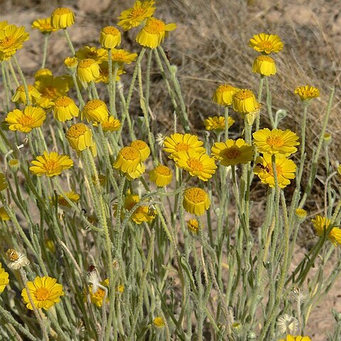 Baileya pleniradiata unspecified picture