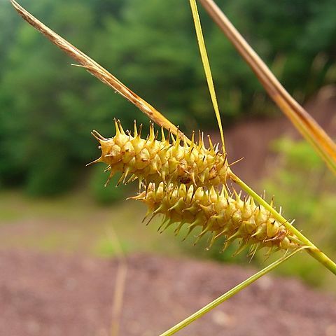 Carex baileyi unspecified picture