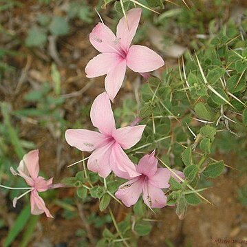 Barleria buxifolia unspecified picture