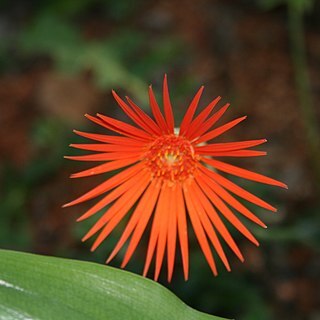 Gerbera jamesonii unspecified picture