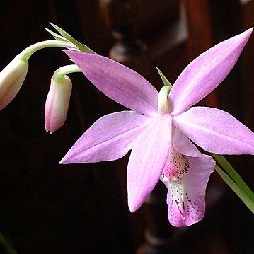 Barkeria lindleyana unspecified picture