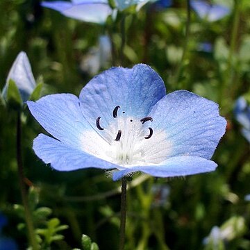 Nemophila menziesii unspecified picture