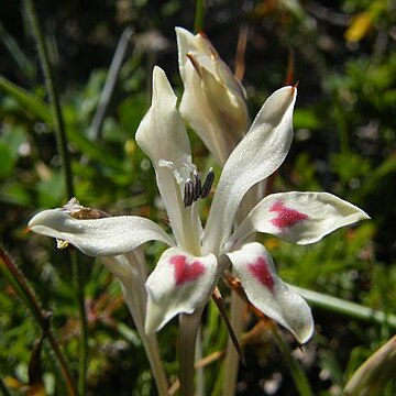 Babiana tubiflora unspecified picture