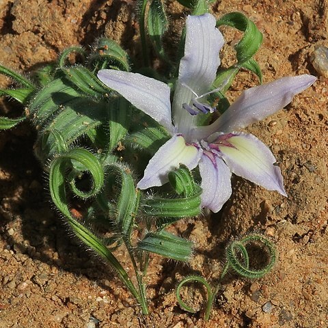 Babiana torta unspecified picture